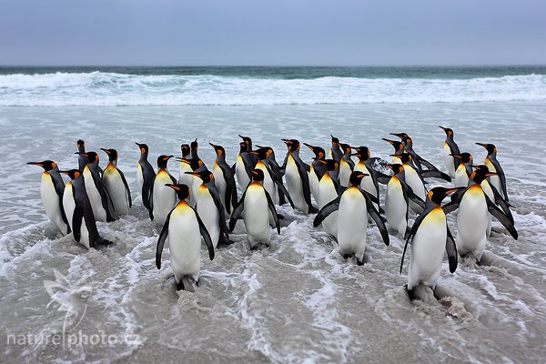 Tučňák patagonský (Aptenodytes patagonicus), Tučňák patagonský (Aptenodytes patagonicus), King penguin, Autor: Ondřej Prosický | NaturePhoto.cz, Model: Canon EOS 5D Mark II, Objektiv: Canon EF 17-40mm f/4 L USM, fotografováno z ruky, Clona: 10, Doba expozice: 1/80 s, ISO: 100, Kompenzace expozice: 0, Blesk: Ne, Vytvořeno: 14. ledna 2009 12:02:11, Volunteer Point (Falklandské ostrovy)